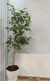 گل آپارتمانی زیبا