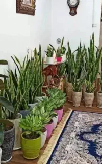 خدمات باغبانی در همه نقاط تهران پذیرفته میشود