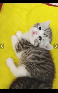 بچه گربه اسکاتیش