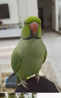 طوطی ملنگو