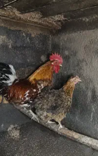 مرغ گلین کرچ و خروس