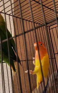 طوطی برزیلی خوش رنگ