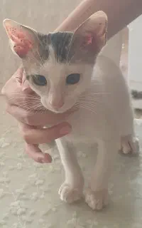 بچه گربه
