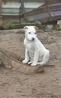 یه جفت الابای خالص برای برکت