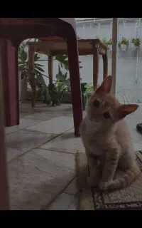 واگذاری بچه گربه