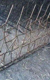 حفاظ شاخ گوزنی در آمل