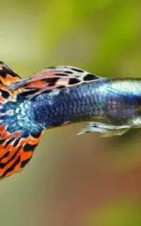 ماهی رنگی آکواریوم