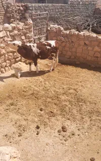 فروش گوساله