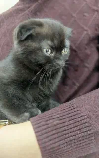 گربه اسکاتیش فولد دارک چاکلت