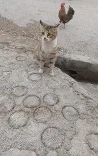 مادر شجاعی گربه