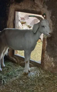بز زاییده سانن