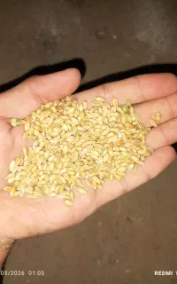 گندم
