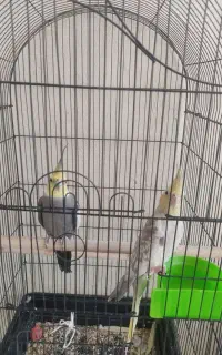 عروس هلندی