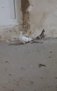 سه‌جفت کبوتر