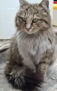 سرپرستی گربه