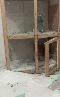 جفتگاه کبوتر