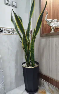 گل و گلدان سانسوریا