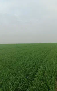 کود اوره سفید