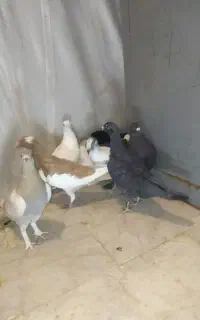 کبوتر جوان