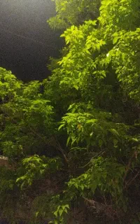 هرس وسم پاشی داخل شهر