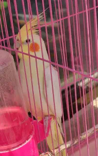 عروس هلندی