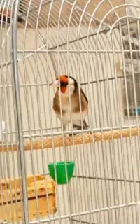 سهره