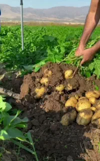 کود ارگانیک(مشاوره تخصصی و رایگان برای همشهری