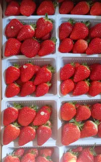 تولید کننده توت فرنگی گلخانه ای