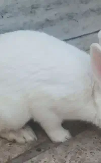 خرگوش