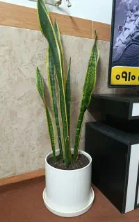گل سانسوریا