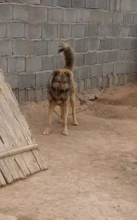 سگ  نگهبان
