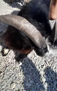 بز نر