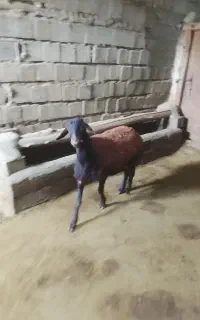 بره قوچ