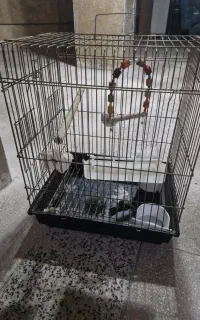 قفس پرنده نو