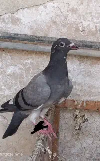 جوجه باختیی