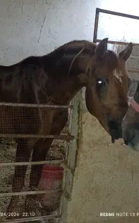 اسب نریون رهوار