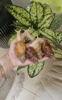 حلزون اچاتینا باردار