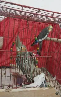 یک جفت عروس هلندی