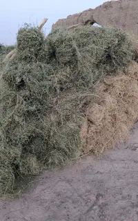 بیده دست پیچ خالص خالص