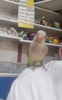 طوطی راحب دستی سخنگو به شرط صحبت