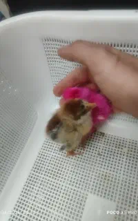 واگذاری دو عدد جوجه