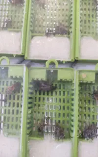 ملکه زنبور عسل