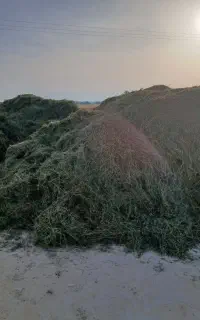 کاه یونجه خرمن کوب سبز