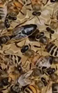 فروش 100کندوزنبور خوش نژادعکس گویای همه چیزهست