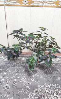 حسن یوسف در خورموج