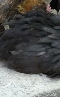 جوجه مرغ