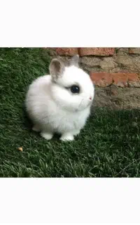 خرگوش مینی فنجانی خارجی