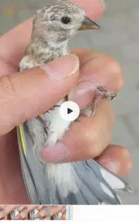 سهره بچ کال نوک بادمجانی