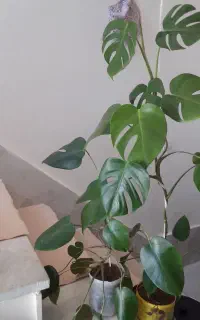 فروش گل برگ انجیری
