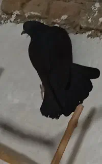کبوتر ماده